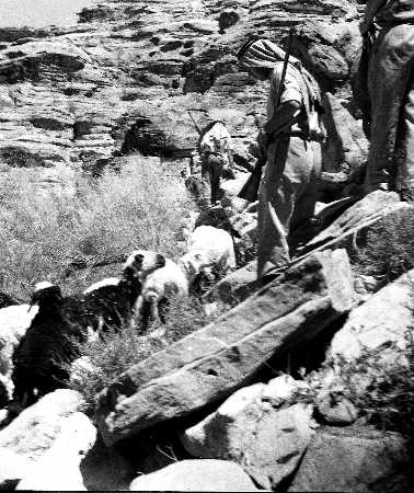 Images/1951 1LF 1951 Aquab  Wadi Rum578.jpg